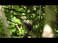 鳳頭蒼鷹 crested goshawk 與黑枕藍鶲 black naped monarch