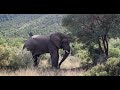 wild elephant in Mood | Elephant ready for mating