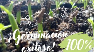 Germinar con éxito semillas de rosa o flor del desierto - Adenium