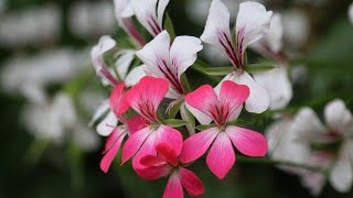 THIS IS HOW TO GROW IVI GERANIUM WHICH IS MOST BEAUTIFUL IN HANGING BASKET