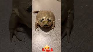 we got a frog.... #mila #milavideos #funny #funnyvideos #laughingvideos #laughtervideos #humor