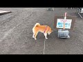 柴犬りり vs 山中湖の白鳥さん 20221016