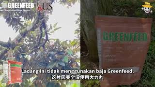 大力丸榴莲 文冬彭亨州 Greenfeed Durian at Bentong, Pahang