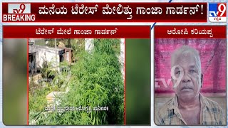 Man Arrested For Growing Ganja Plants On Terrace At Mandya, Seizes 3.6 KG Of Plants