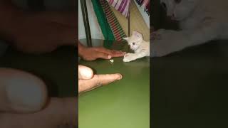 எங்கள் பட்டு உடன் ஒரு விளையாட்டு 😍 #youtube #cat #viral #newshorts #tamilshorts #catlovers #trend