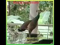 shorts wild peacock സിറ്റൗട്ടിൽ പറന്നിറങ്ങിയ സുന്ദരി പെൺ മയിൽ