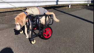 1494　ジロー君　ラブラドールXL犬の車椅子屋外