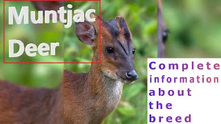 Muntjac Deer. Pros and Cons, Price, How to choose, Facts, Care, History