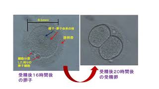 受精卵の発育（翌日）