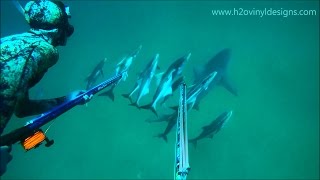 Cobia Spearfishing off Bull Sharks - Summer 2016 - h2o vinyl designs