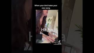 😅😆 This Cockatoo HATES His Owner's New Song!! Thanks @valeriehopkins86