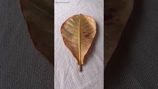 Tropical Almond Leaf #tropical #almond 🐟🎣🐠🐡🦈🦦♒