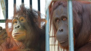 モカとカメとモリトの変身初期段階　動物虐待組織旭山動物園　オランウータン　202407