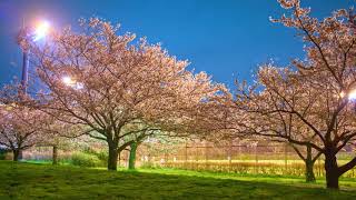 【4K】大井ふ頭中央海浜公園    -2017  Cherry Blossoms in Oi Central Seaside Park-