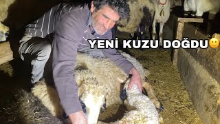 KOYUN DOĞUM YAPTI YENİ DOĞAN KUZUYA İLK MÜDEHALEMİZ