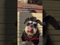 ミニチュアシュナウザーの野望 くろえもん4歳　 miniatureschnauzer youtubu shorts ピカピカの