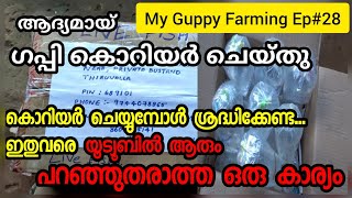 Guppy Courier | Conditioning \u0026 Pre packing | ഗപ്പി കൊറിയർ ചെയ്തു |Guppy kerala