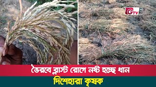 ভৈরবে ব্লাস্ট রোগে নষ্ট হচ্ছে ধান, দিশেহারা কৃষক | Bhairab