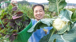 To pick vegetables, found her mother-in-law planted a new dish, I do not know how delicious