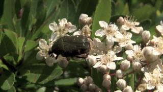 コアオハナムグリ/Oxycetonia jucunda 02_160518吾野