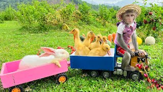 Bim Bim takes baby rabbits and duckling to harvest fruit
