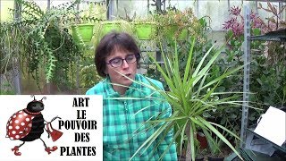 Conseils jardinage: Dracaena marginata comment faire une bouture: plante verte