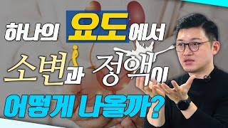 그저 소변이 지나가는 길? ‘요도’를 알아야 당당(?)해집니다! - 고제익의 비아그라보다 달리기 #26