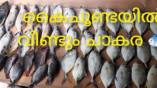 വറ്റ പാര ചെമ്പല്ലി പുള്ളി കോര ഹമൂർ ചിന്ന വേട്ട 🐟🐟🐟