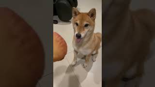 Shiba Inu toy squeaks🍗