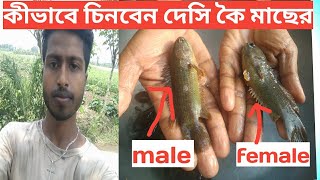 দেসি কৈ মাছের male or femaleকীভাবে চিনবেন