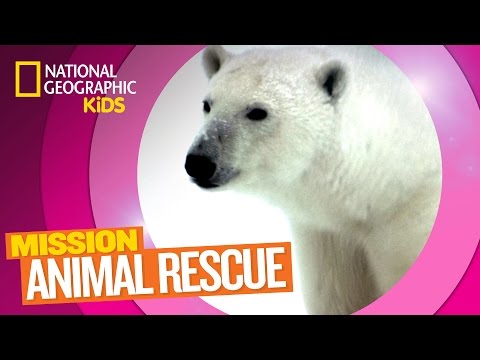 Polar Bears and How to Save Them | MISSION ANIMAL RESCUE Polar Bears and How to Save Them | MISSION ANIMAL RESCUE