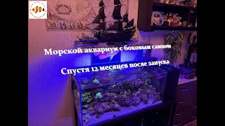 Морской аквариум 200 литров. Год после запуска.