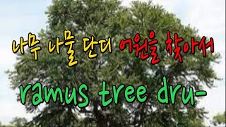 나무 나물 단디의 어원적 해석(tree ramus dru-어원)