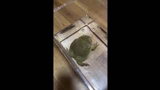 Funny screaming frog underwater