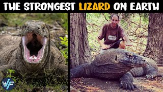 Komodo Dragon - The Strongest Lizard on Earth