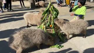 【LIVE】カピバラのクリスマス Capybara Xmas \u0026 bath