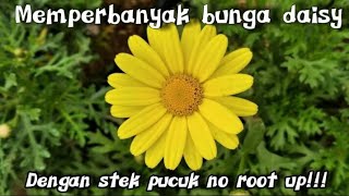 cara mudah memperbanyak bunga Daisy dengan stek pucuk no root up_vlog 24