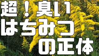 超！臭い！はちみつ　その原因は！？　セイタカアワダチソウ　ブタクサ【日本ミツバチ庭先養蜂】【自然養蜂家】【か式養蜂】