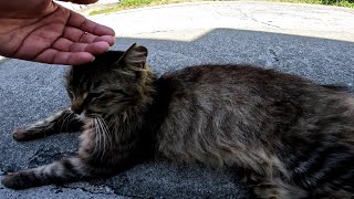 沖縄の猫島にいた人懐っこい野良猫をナデナデしてきました【久高島】