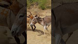 #animals #funneyanimal #funnydonkey #funnyanimal