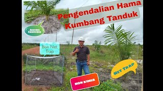 Pengendalian Kumbang Tanduk Secara Biologis NON BAHAN KIMIA