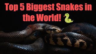 Top 5 Biggest Snakes in the World! 🐍