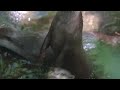 小爪水獺的日常 daily observation of asian small clawed otter｜台北市立木柵動物園｜4k hdr｜