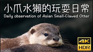 小爪水獺的日常 Daily observation of Asian Small-Clawed Otter｜台北市立木柵動物園｜4K HDR｜