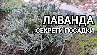 Посадка лаванди. Розкриваю усі секрети