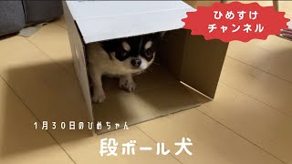 段ボール犬　　１月３０日