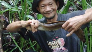 Menajur Ikan Keli di dalam Hutan ( versi kecewa )