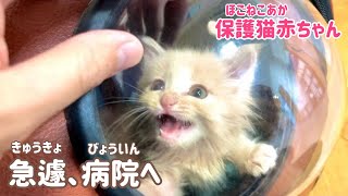 【保護猫赤ちゃん】異変があったので病院へ連れて行きました。