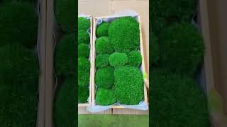 High quality Moss Pillow for decoration.natural preserved moss for sale moss！whatsapp+8618257899523