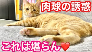 我が家の猫の肉球ぷにぷにしてみる？